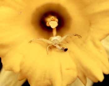 crab spider eating caterpillar and waiting in ambush in a daffodil