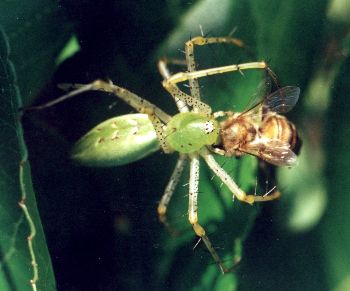 green lynx spider eating honeybee