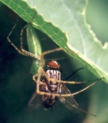 green lynx spider eating fly