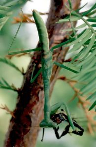 young praying mantis eating yucca plant bug