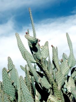 large, elongated prickly pear on ranch near Waco