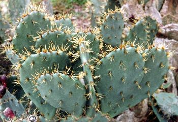 prickly pear cactus