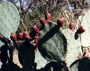 prickly pear cactus with fruit