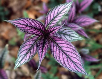 Persian shield