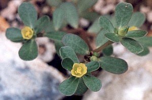 purslane