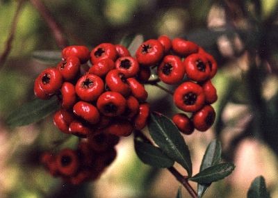 pyracantha berries