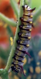 young queen caterpillar on butterflyweed with yellow aphids