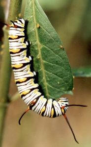 large light-colored queen caterpillar on butterflyweed
