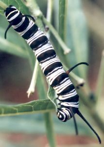 large dark-colored queen caterpillar on butterflyweed