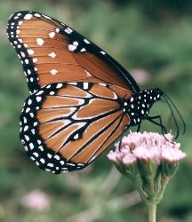 queen butterfly on purple mist flower