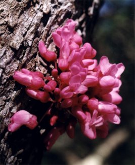 redbud blossoms