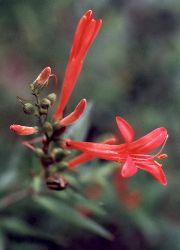 flame acanthus