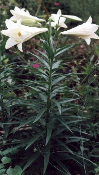 Easter lily