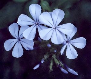 plumbago