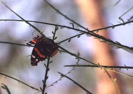 red admiral butterfly on retama leaves