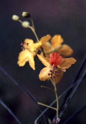 retama blossoms