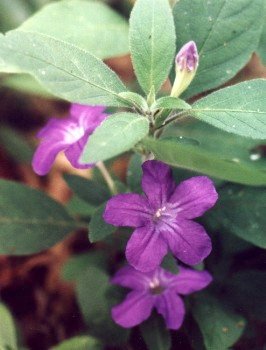 creeping ruellia