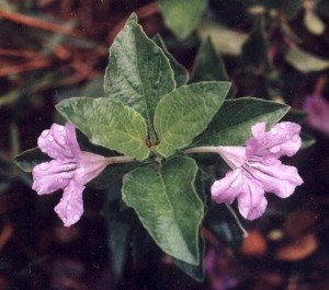 Drummond's wild petunia