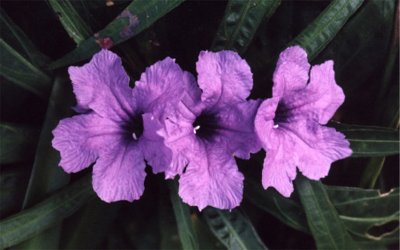 dwarf ruellia