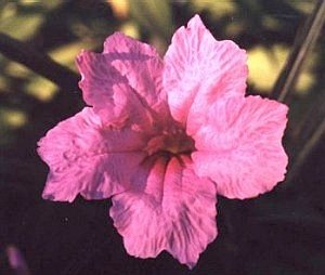 pink garden ruellia