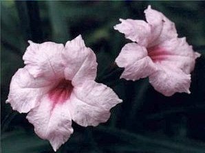 pink garden ruellia