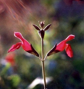 big red sage