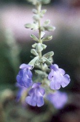 giant blue sage