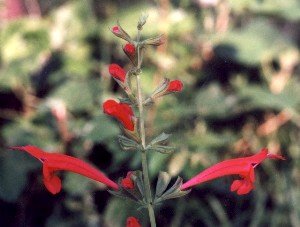 cedar sage