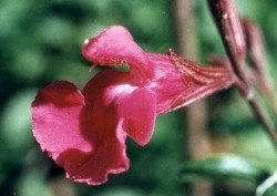 cherry or autumn sage