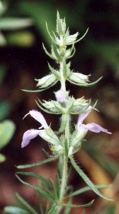 Engelmann's salvia