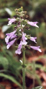 lyre-leaf sage