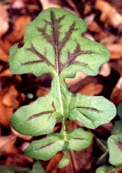 lyre-leaf sage foliage