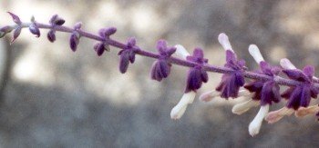 Mexican bush sage