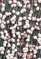 scale insects on Chinese parasol tree trunk