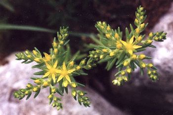 yellow flowers of unidentified sedum