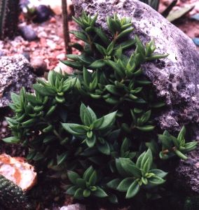 invasive sedum