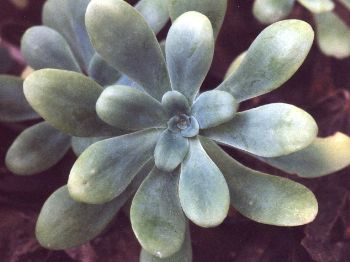 large, winter-blooming sedum