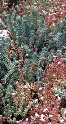 two species of commonly used sedum