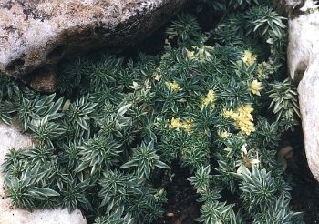 variegated sedum