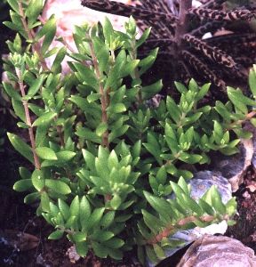 sedum from Wisconsin