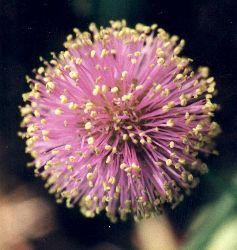 sensitive brier blossoms