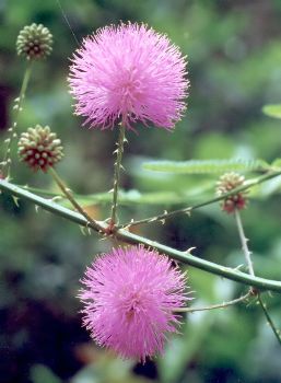 sensitive brier blossoms & buds