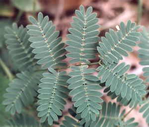 sensitive brier leaves