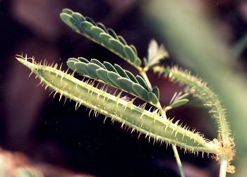 sensitive brier young seed pods & leaves