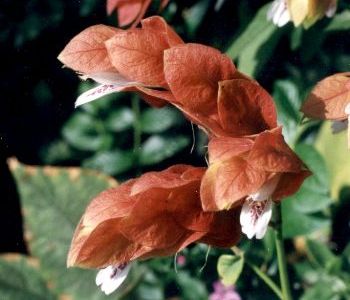 red shrimp plant