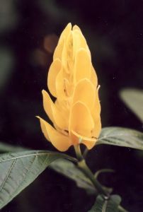 yellow shrimp plant