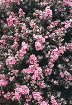 Texas silverleaf in full bloom