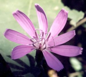 skeleton plant blossom