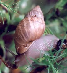 terrestrial snail on fennel