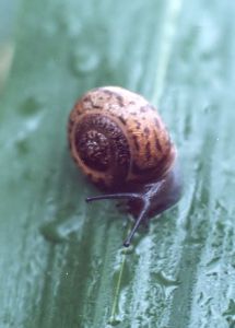 terrestrial snail on grass